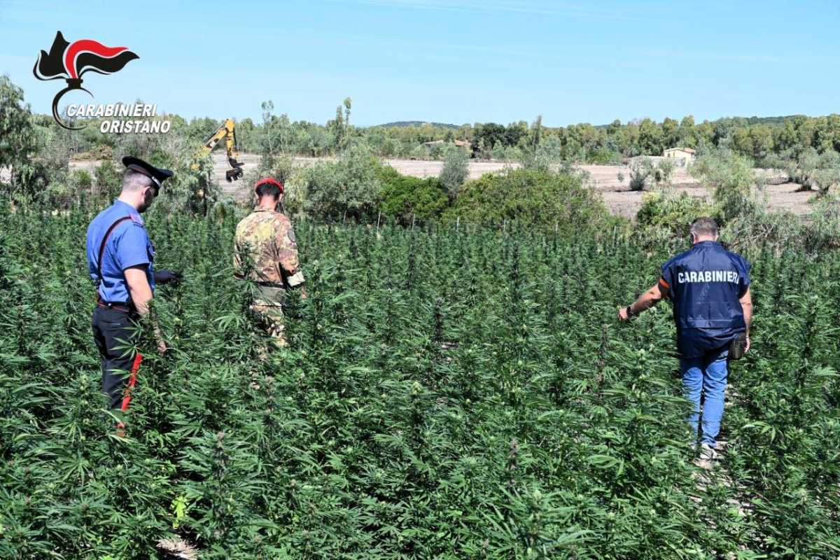 oristano-coltivazione-cc