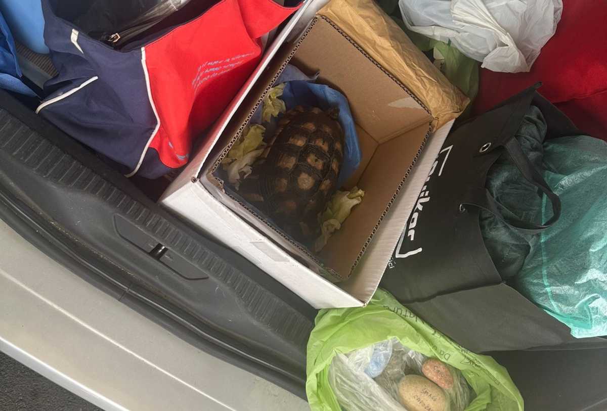 sequestro-tartaruga-23-09-25