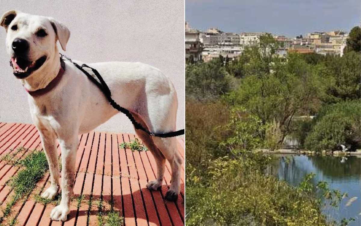 teodora-cane-monte-urpinu