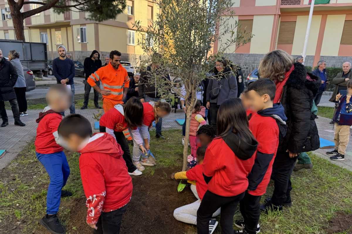 La-messa-a-dimora-dellulivo