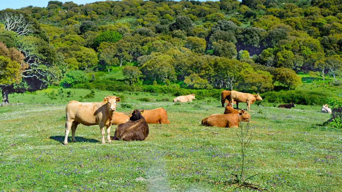 2025-11-26-industria-dermatite