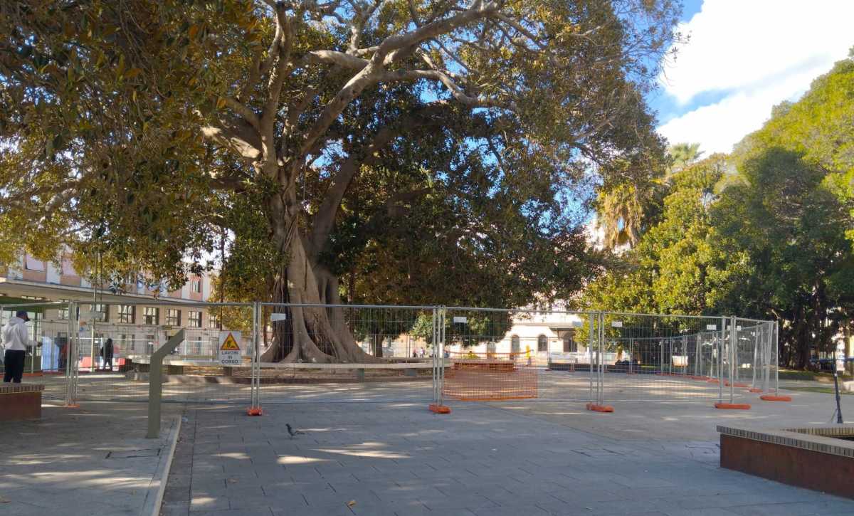 ficus-piazza-matteotti