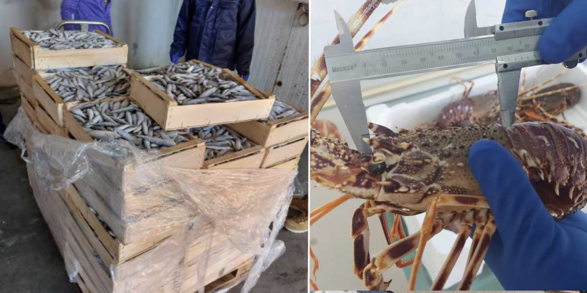 sequestro-prodotti-ittici-sardegna